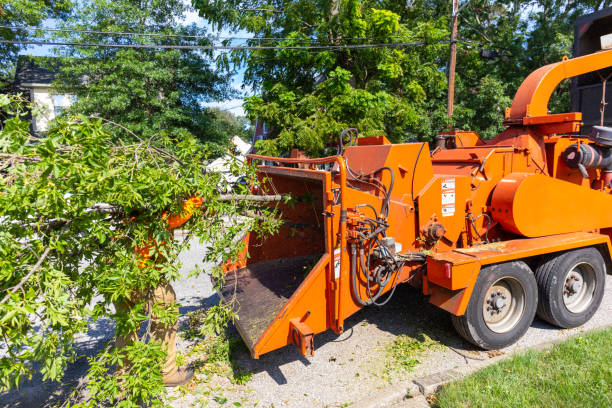 Best Affordable Tree Service  in Grove City, FL